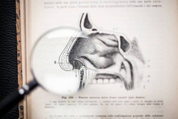 Magnifying glass on antique anatomy book: Nose Magnifying glass on antique anatomy book: Nose flared nostril photos stock pictures, royalty-free photos & images