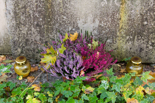 Graves decorations: heather flowers and volive candles. All Saints Day celebration in Poland Graves decorations: heather flowers and volive candles. All Saints Day celebration in Poland artificial flower stock pictures, royalty-free photos & images