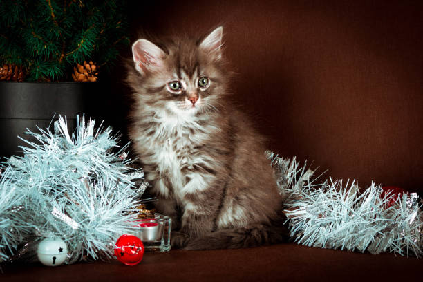 istock Fluffy siberian kitten with Christmas decorations. Brown background 866257034