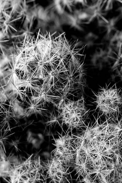 istock Texture of Cactus plant close-up on black background . soft focus 866259812