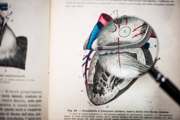 loupe sur le livre d’anatomie antique : coeur - human cardiovascular system anatomy human heart medical exam photos et images de collection