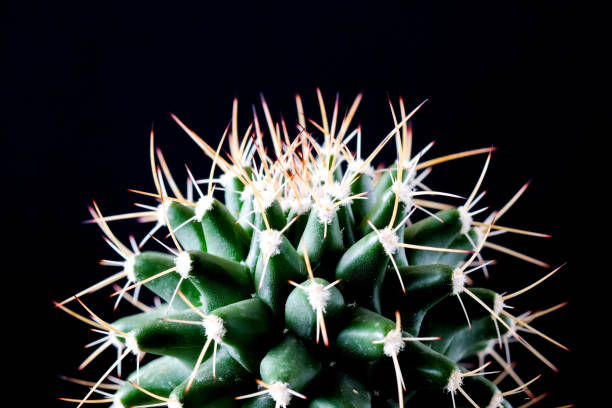 istock Texture of Cactus plant close-up on black background . soft focus 866259862