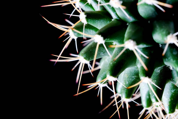 istock Texture of Cactus plant close-up on black background . soft focus 866259920