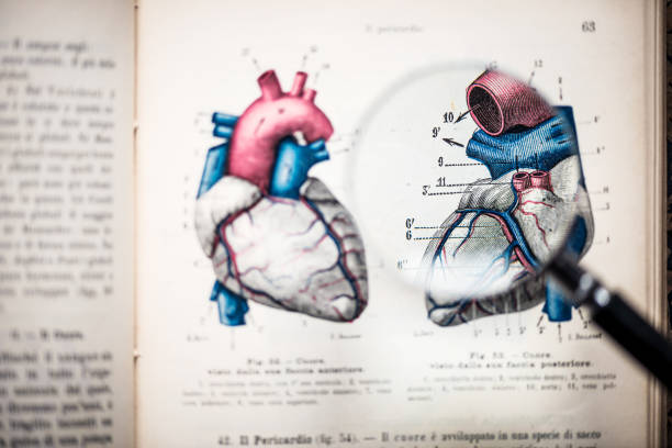 loupe sur le livre d’anatomie antique : coeur - human cardiovascular system anatomy human heart medical exam photos et images de collection