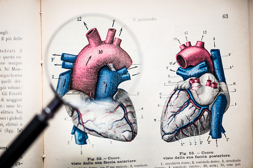 Magnifying glass on antique anatomy book: Heart