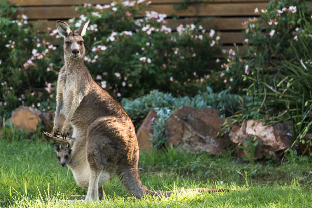 Kangaroo with baby in pouch Australian wildlife wallaby stock pictures, royalty-free photos & images