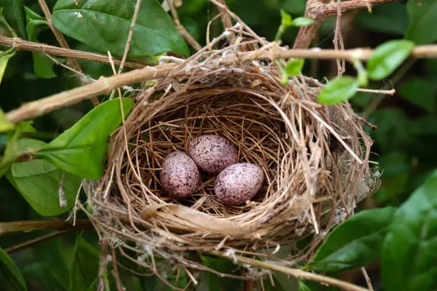 Photo of 3 bird eggs in bird's nest on the tree.