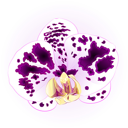 Vetores de Linda Orquídea Phalaenopsis Flor Pintada De Roxobranco Closeup  Isolado Ilustração Vintage Vetoriais Editável e mais imagens de Artigo de  decoração - iStock