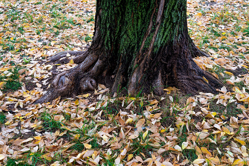 Tree trunk with green moss and the autumn fallen leaves