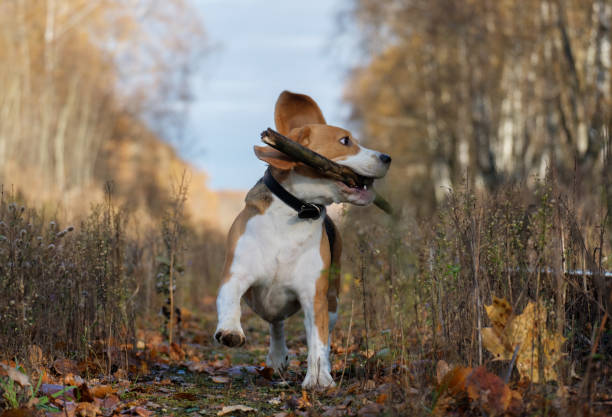 istock Beagle dog playing with a stick in the autumn forest 866271430