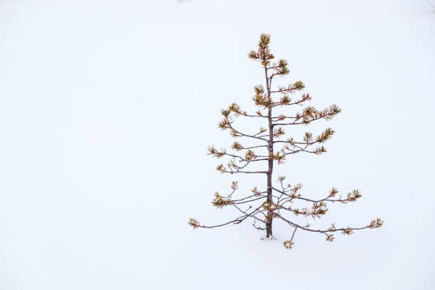 Small ugly pine alone in snow. Loneliness concept