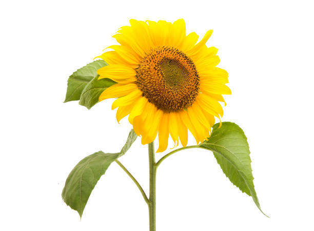 istock flower of a sunflower 866275442