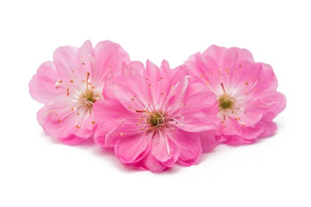 istock Blossoming branch of almond (PRUNUS TRILOBA) 866275658