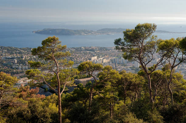 A pine forest illuminated by a late afternoon sunshine is overlooking the french Harbor of Toulon visible in the background