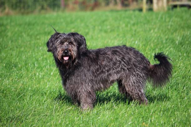 istock Sheep poodle has fun in the garden 866276348