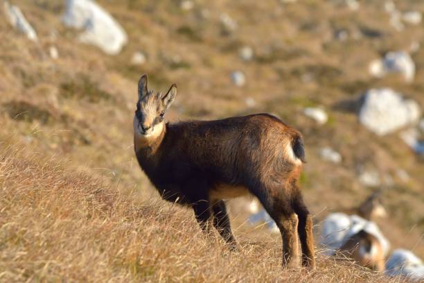 istock Chamois ( Rupicapra rupicapra) in natural habitat 866276404