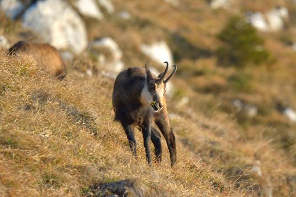 istock Chamois ( Rupicapra rupicapra) in natural habitat 866276410