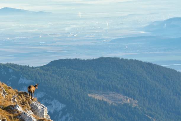 istock Chamois ( Rupicapra rupicapra) in natural habitat 866276494