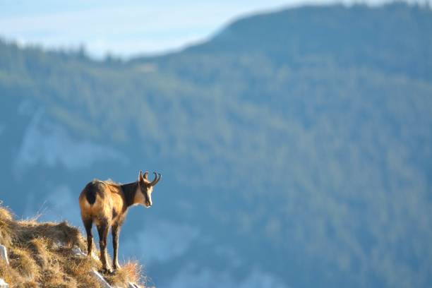 istock Chamois ( Rupicapra rupicapra) in natural habitat 866276502