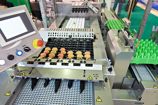 Chicken eggs on a conveyor belt at a food factory