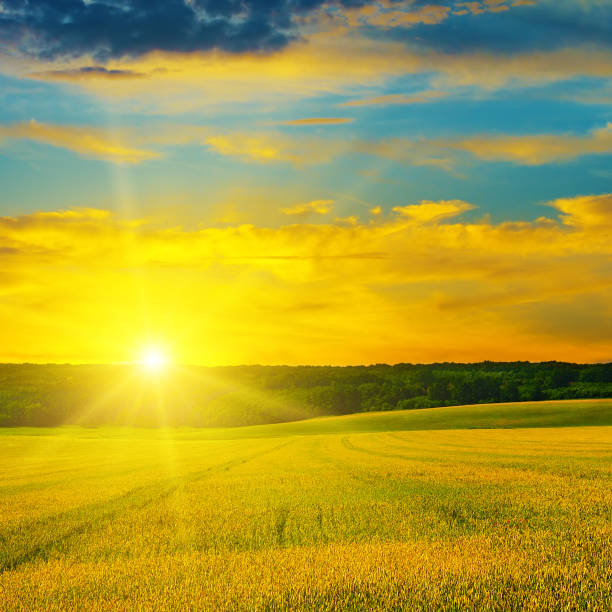 istock Wheat field and a delightful sunrise 866276916