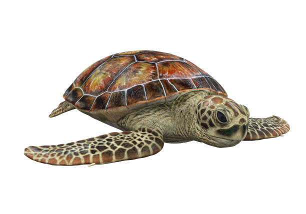 Sea Turtle Isolated Sea Turtle isolated on white background. 3D render sea life isolated stock pictures, royalty-free photos & images