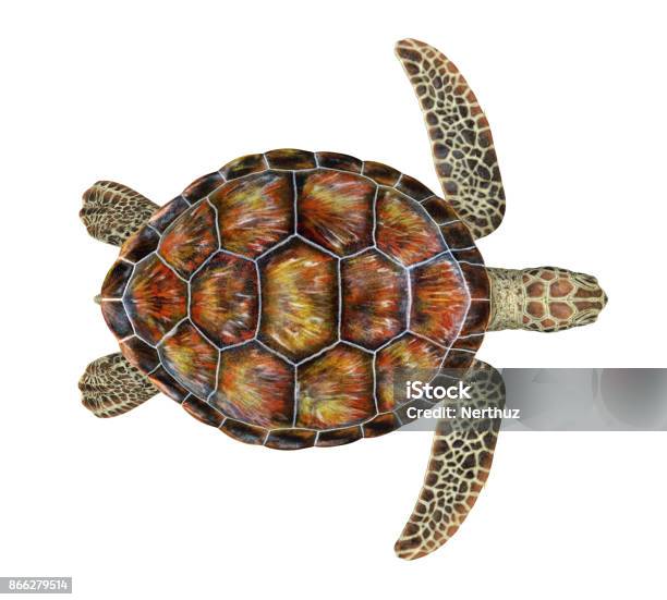 Sea Turtle Isolated Stock Photo - Download Image Now - Sea Turtle, Turtle, Directly Above