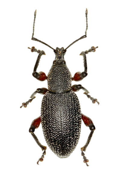 istock Weevil Otiorhynchus on white Background  -  Otiorhynchus cardiniger (Host, 1789) 866285936