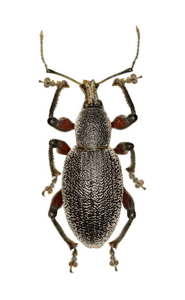 istock Weevil Otiorhynchus on white Background  -  Otiorhynchus cardiniger (Host, 1789) 866285938