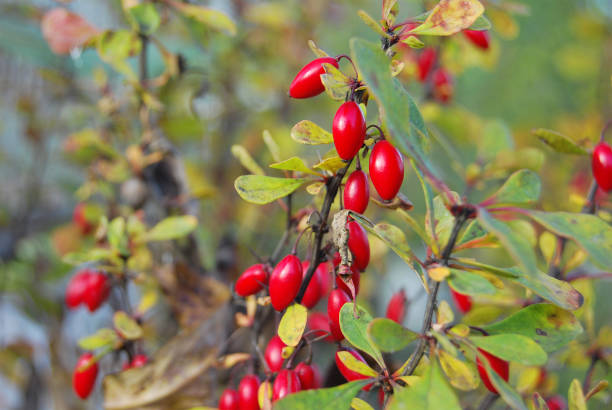 барберри ветвь с красным - japanese barberry стоковые фото и изображения