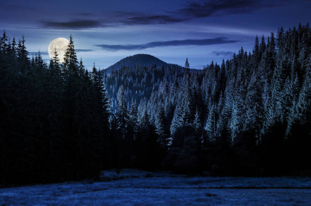istock spruce forest in mountains at night 866286170