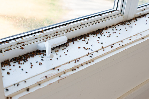 Home infested by Asian Ladybugs and Flies during Automn in Quebec Canada. Picture was taken inside and outside during a beautiful sunny day.