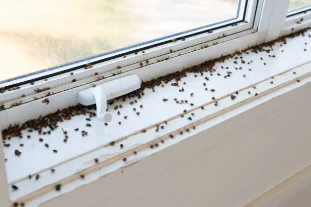 Photo of Ladybugs and Flies