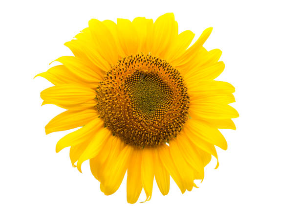Big sunflowers in huge flowerbed in Wachirabenchathat Park (Rot Fai Park) in Bankgok