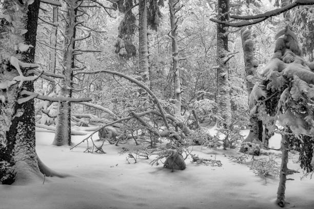 alberi appena innevati - stosswihr foto e immagini stock