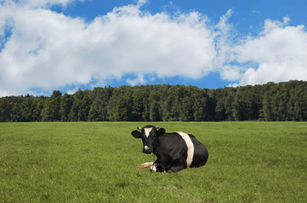 istock Black cow lies on a green meadow against 866295014