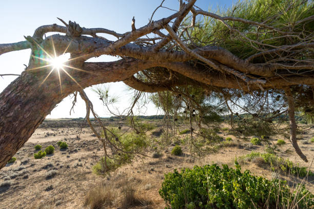 istock tree on a desert near the sea on a sunny day 866297746