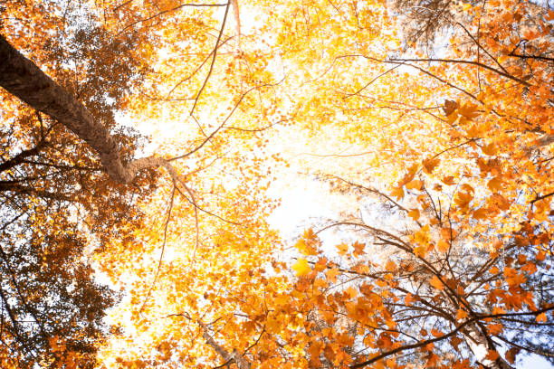istock Colorful leaves in the grass, fall season 866298124