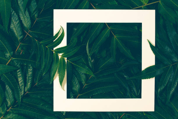 istock Creative layout made of green leaves with white frame. Top view, flat lay. 866298208