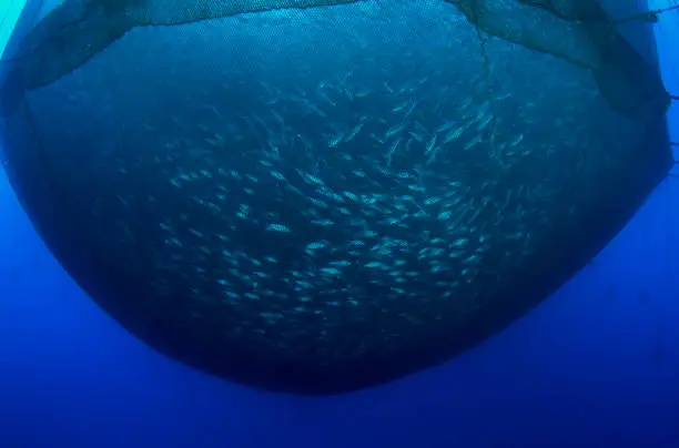 Photo of Sea fish farm