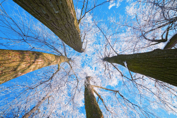 istock The tops of the trees 866299452