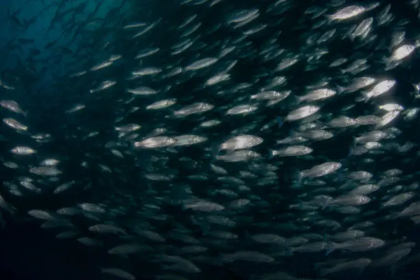 Photo of School of European sea bass ( Dicentrarchus labrax) Mediterranean sea.