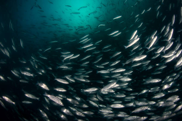 School of European sea bass ( Dicentrarchus labrax) Mediterranean sea. Sea fish farm. Cages for fish farming dorado and seabass.Underwater view. aquaculture photos stock pictures, royalty-free photos & images