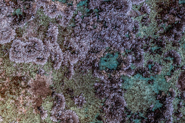 istock An old painted concrete monument wall without repair. Abstract natural pattern texture with cracking and multicolor peeling and mold. Closeup 866305956