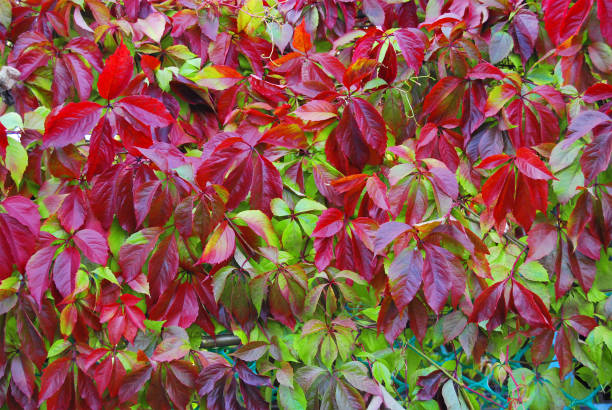 istock Multicolored foliage of wild grapes in autumn 866306114