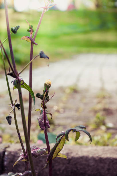 istock Weed growing in a garden alongside a wall 866306148
