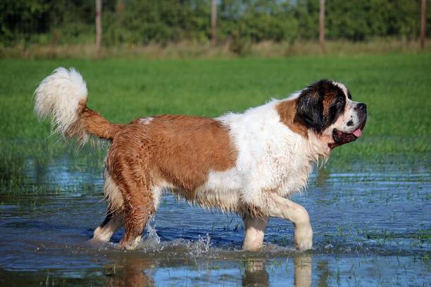 St. Bernard in the garden