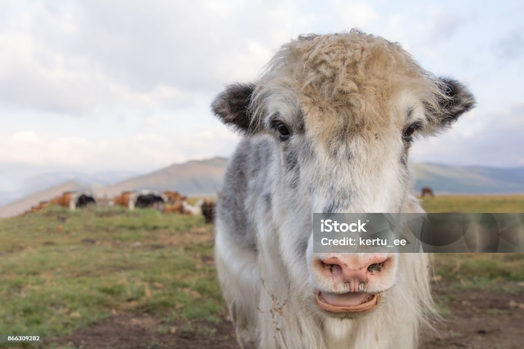 Portrait of an adult female yak in northern Mongolia. Portrait of an adult female yak in northern Mongolia at sunrise. Khuvsgol, Mongolia. Agricultural Field Stock Photo