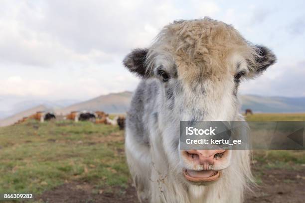 Portrait Of An Adult Female Yak In Northern Mongolia Stock Photo - Download Image Now