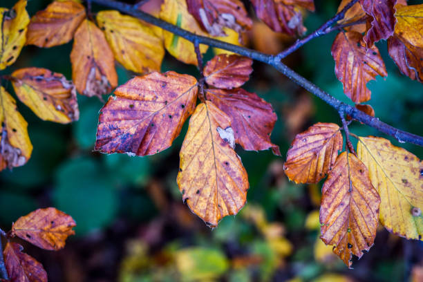 istock Autumn leaves and trees on a mountain 866310128
